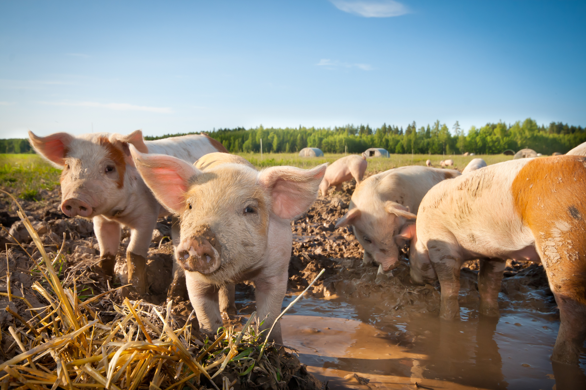 Pig bystanders are pretty good at resolving anxiety and conflict in the pen
