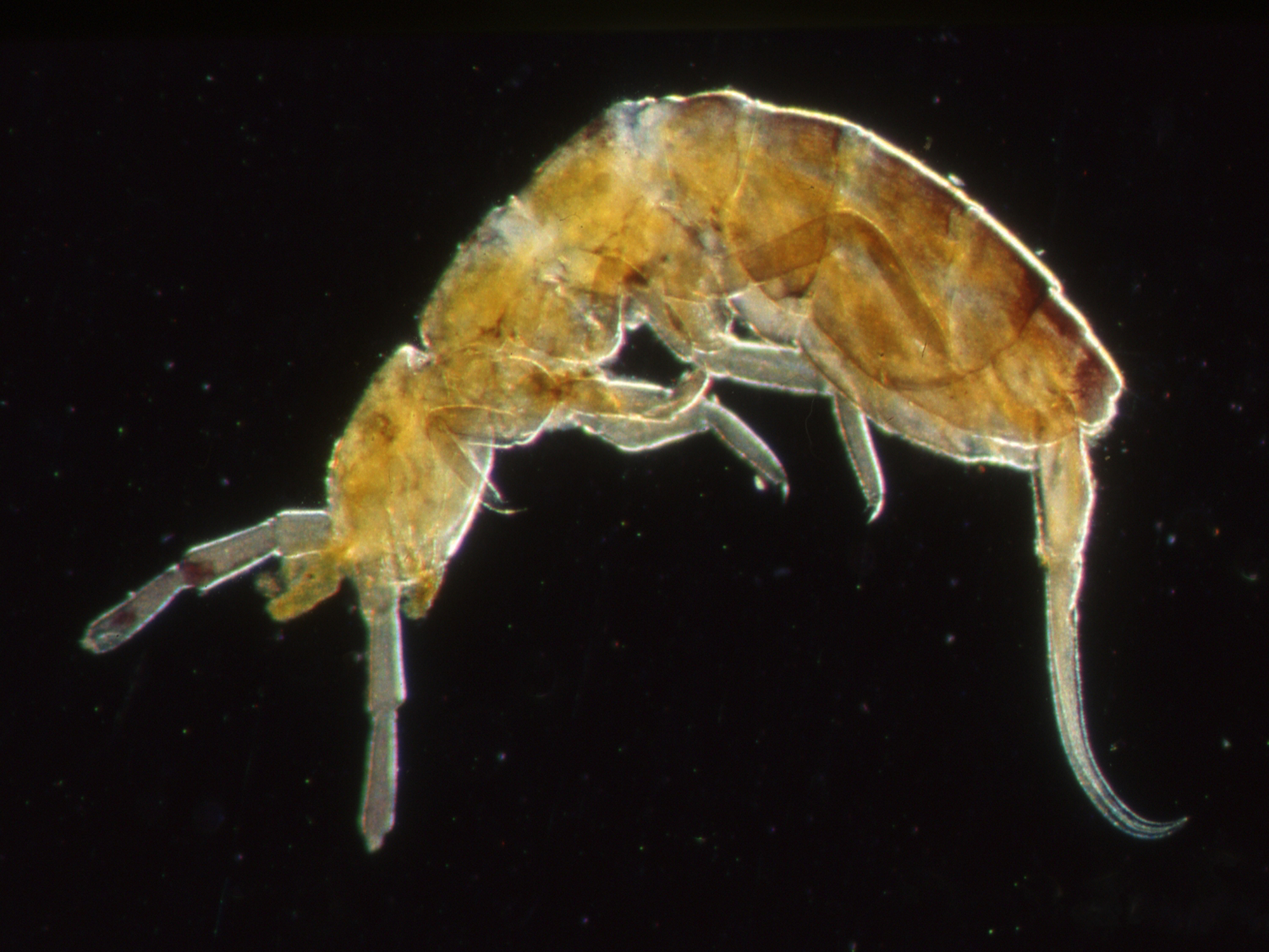 Springtail insect under the microscope