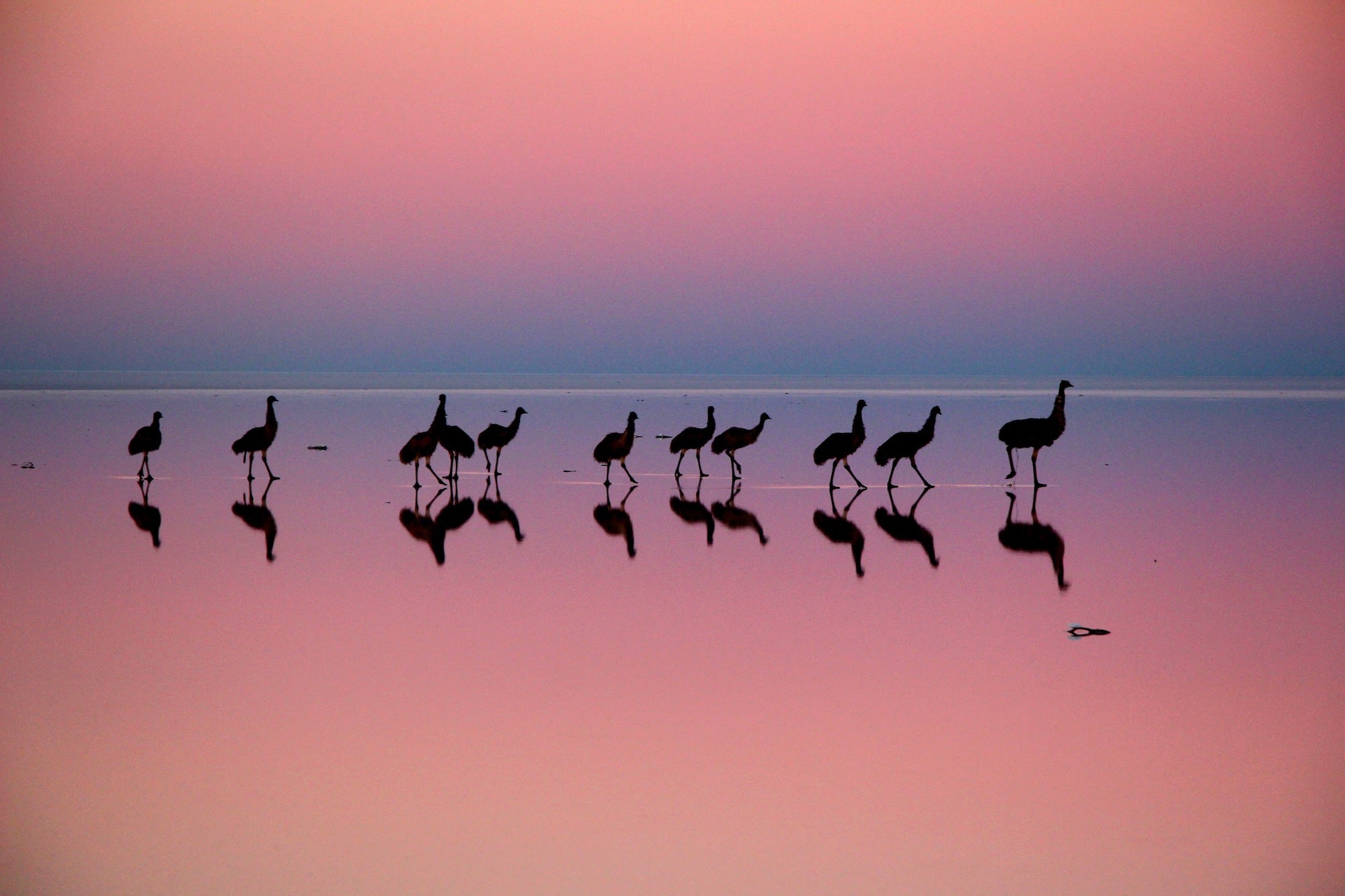 This photographer captures birds like poetry in motion