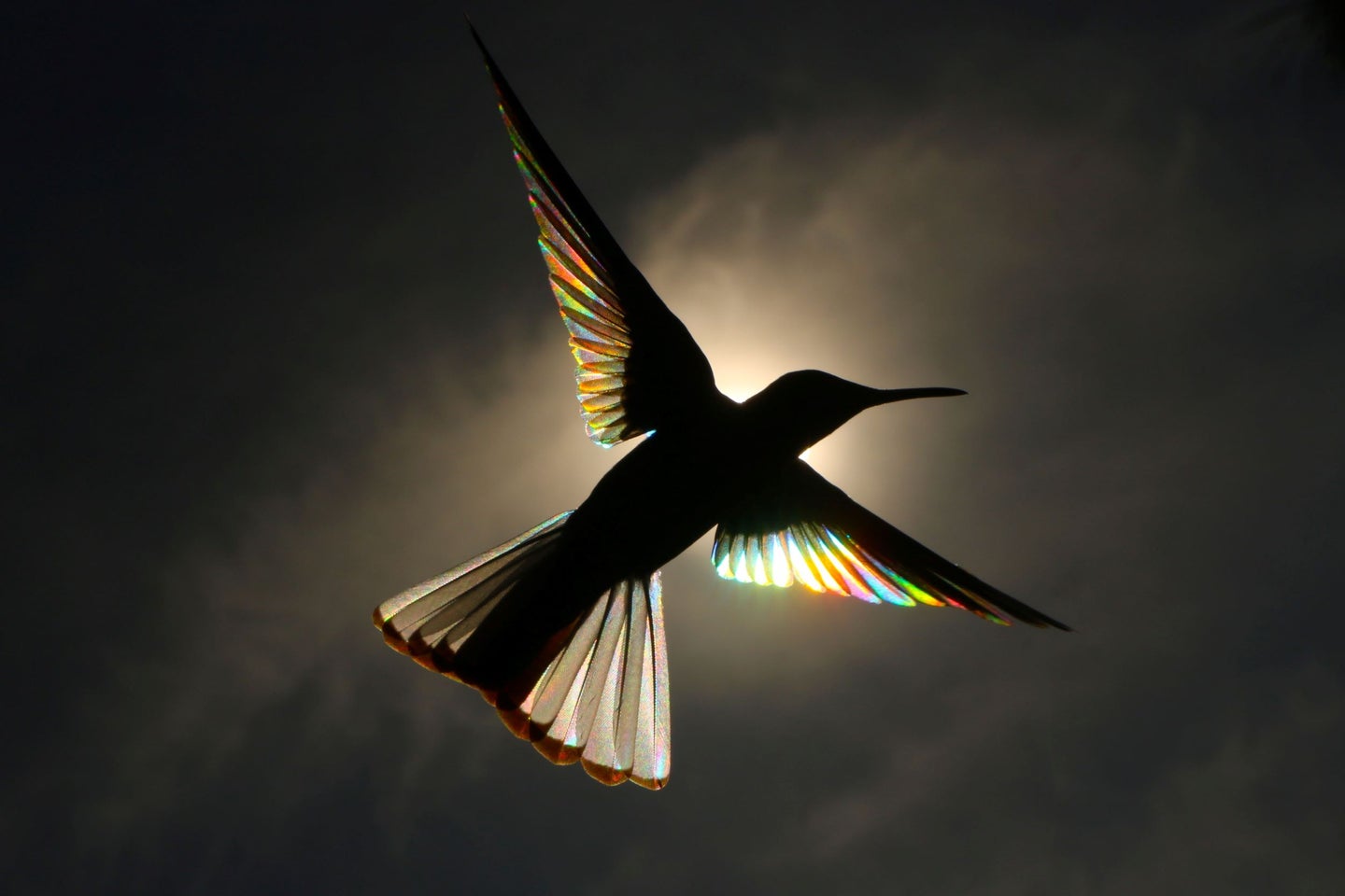A hummingbird called black jacobin in flight.