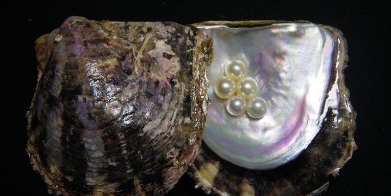 How decoding the genome of pearl oysters could save them