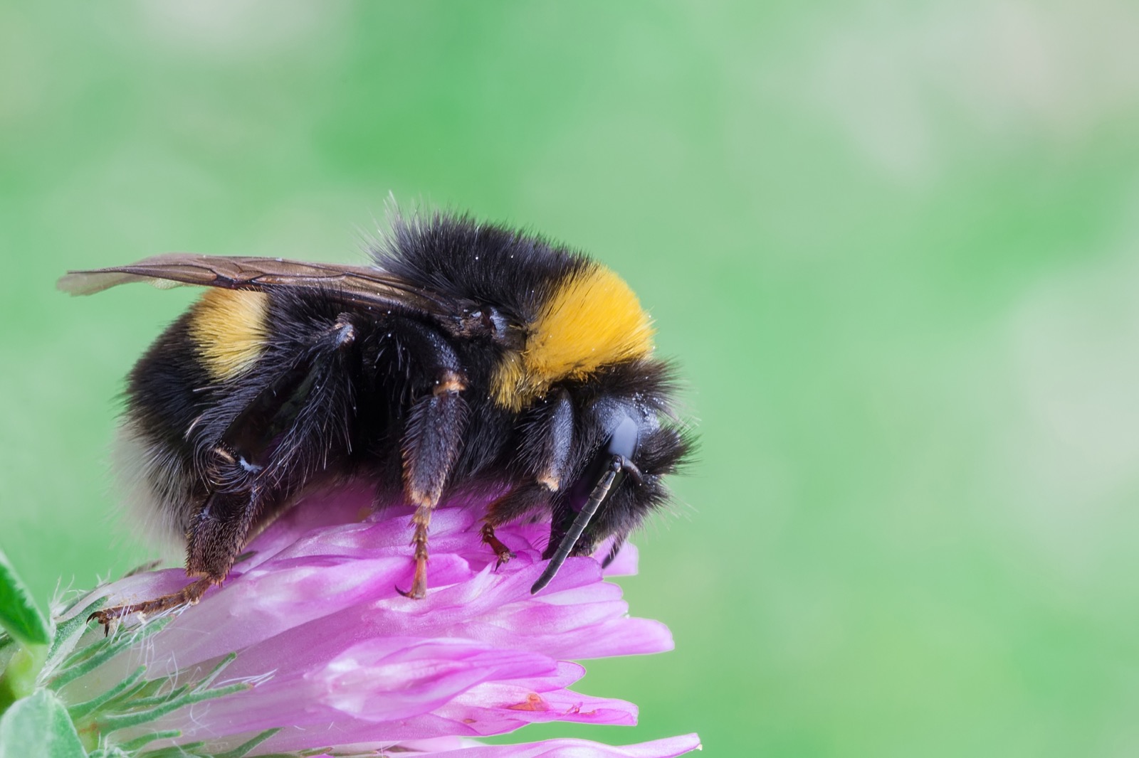 a fuzzy bumblebee settles on a pink flower