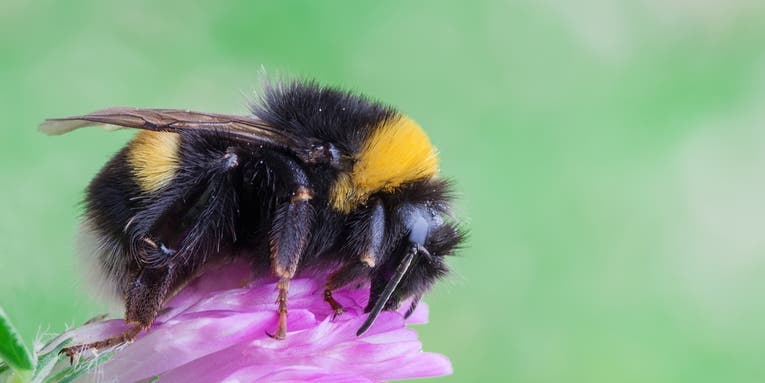 Bees can sense a flower’s electric field—unless fertilizer messes with the buzz