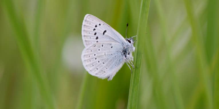 At long last, a homecoming for the Fender’s blue butterfly