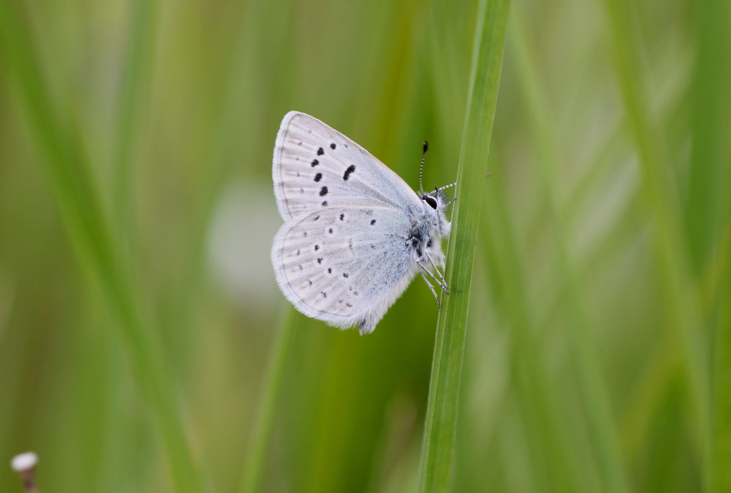Fender’s blue butterfly was first collected in 1929. Within 50 years, it disappeared. 