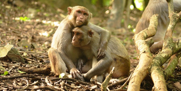 Monkeys with close friends have friendlier gut bacteria