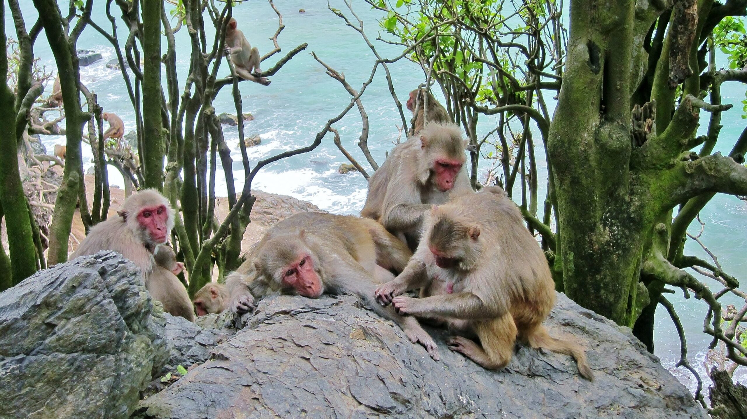 Monkeys with close friends have friendlier gut bacteria