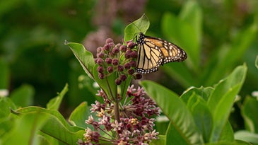 Help monarch butterflies by safely adding milkweed to your outdoor spaces