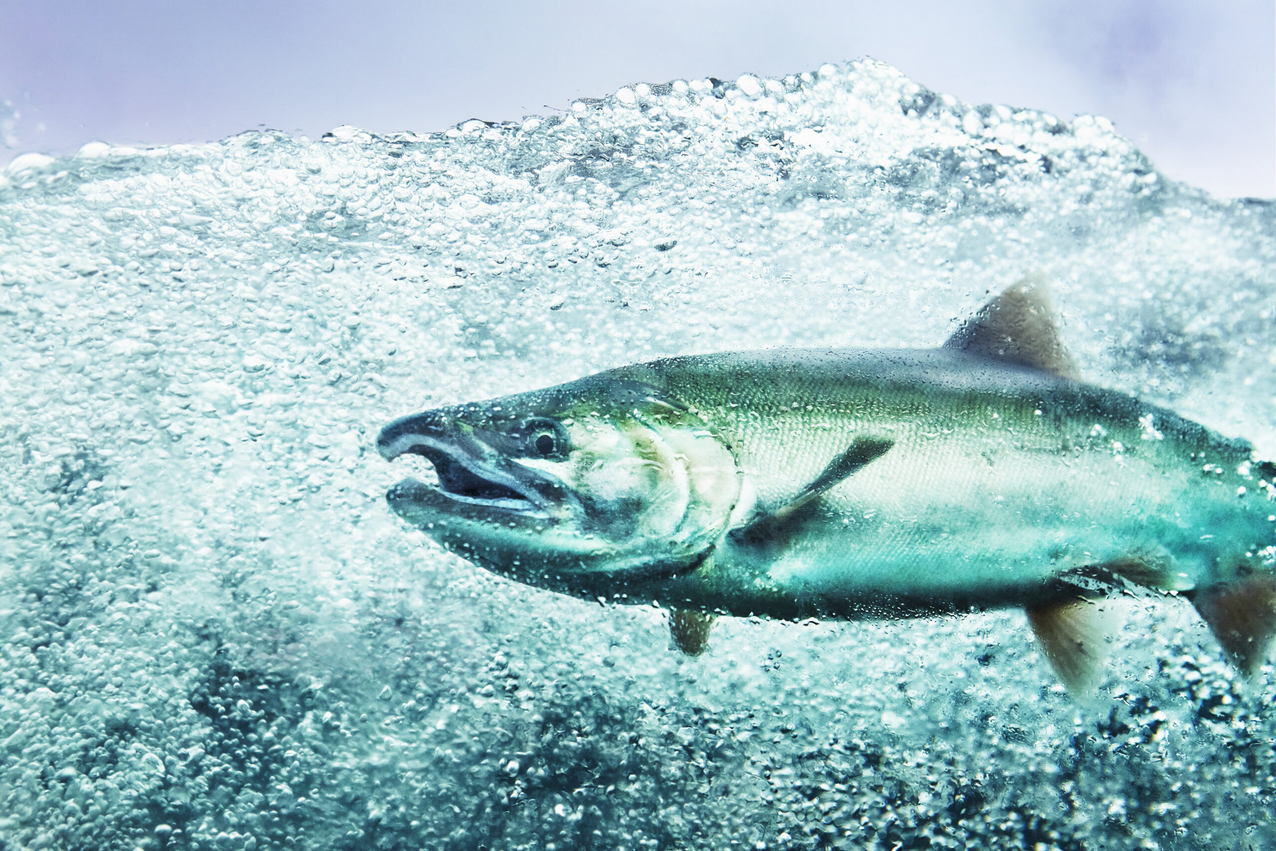 What new mining projects could mean for Alaskan salmon