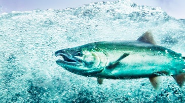 What new mining projects could mean for Alaskan salmon