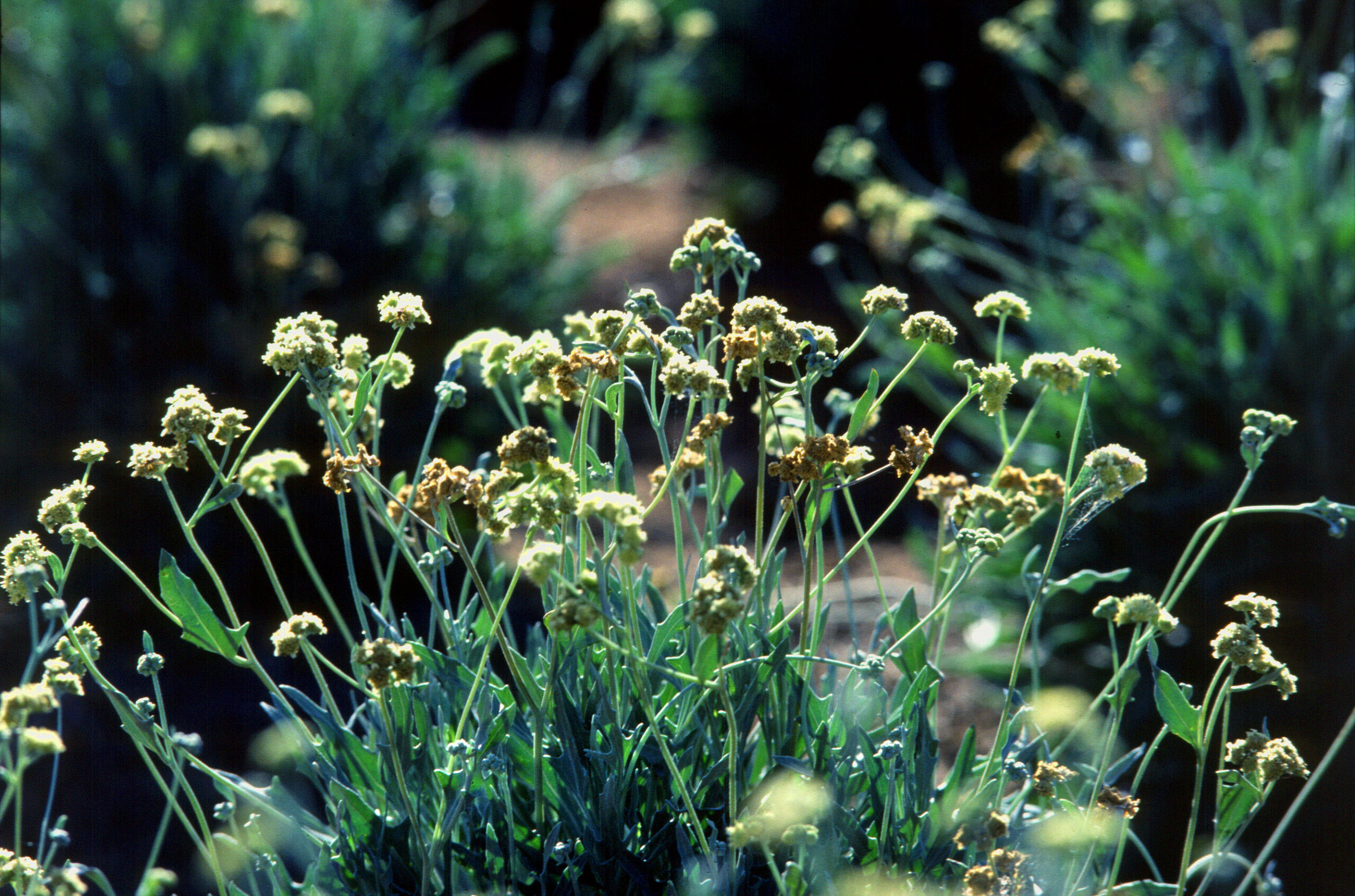 To save water, Arizona farmers are growing guayule for sustainable tires