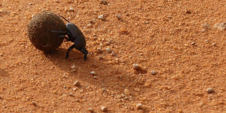 Mother dung beetles are digging deeper nests to escape climate change