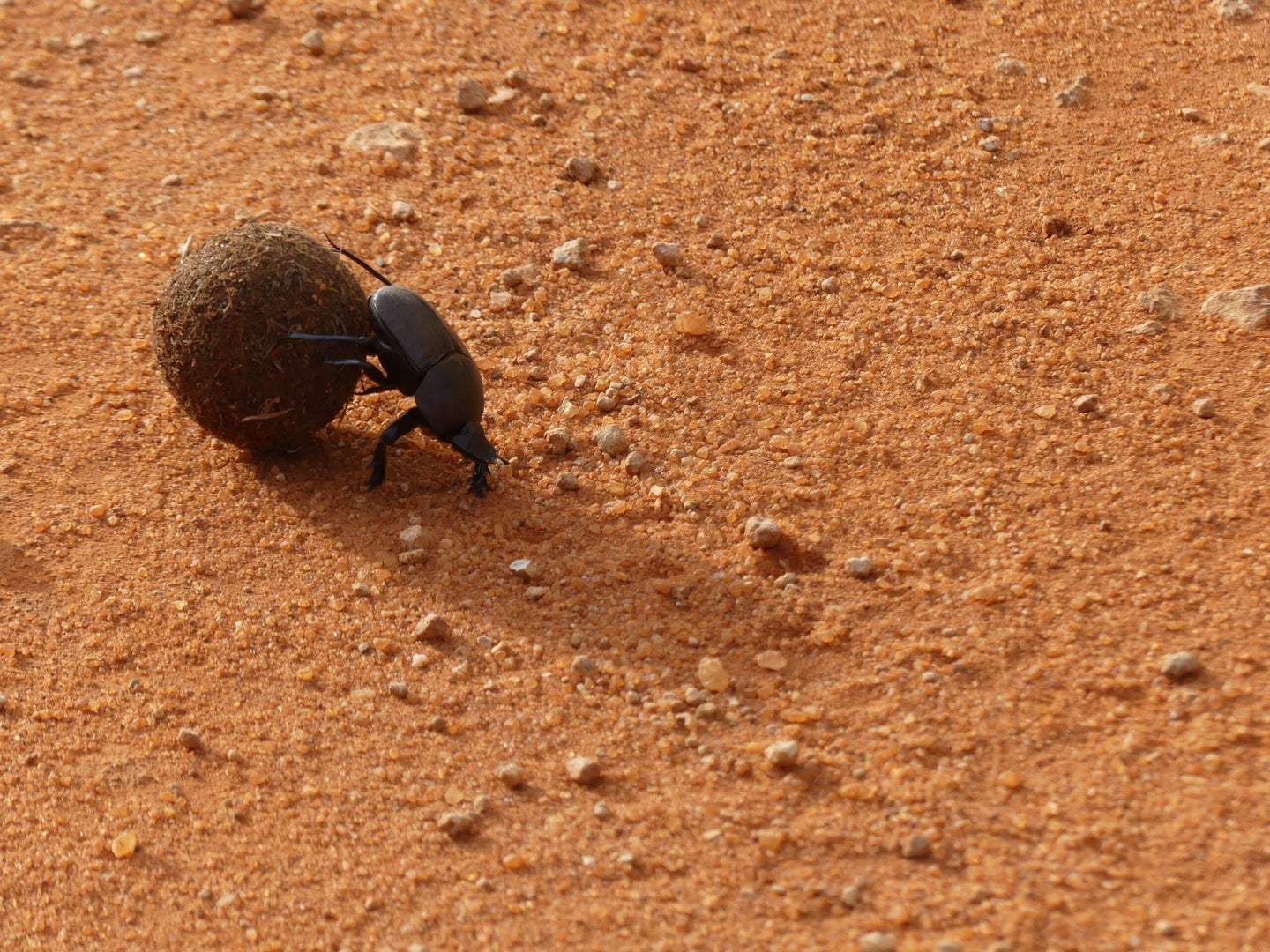 Dung beetle rolling manure.
