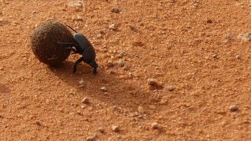Mother dung beetles are digging deeper nests to escape climate change