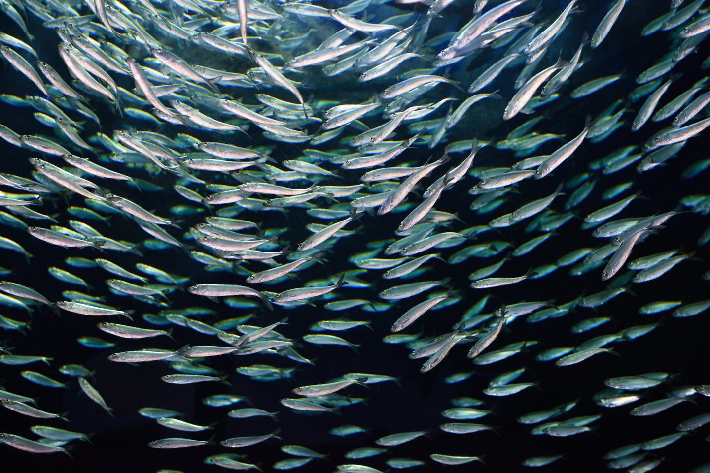 School of circling Alewives herring fish.