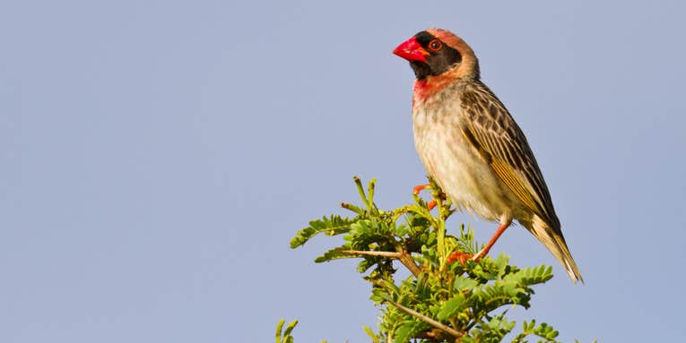 Here’s how 53 African bird species are adapting to historic heat