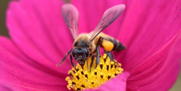 Lab-raised bees have half the lifespan they did in the ’70s