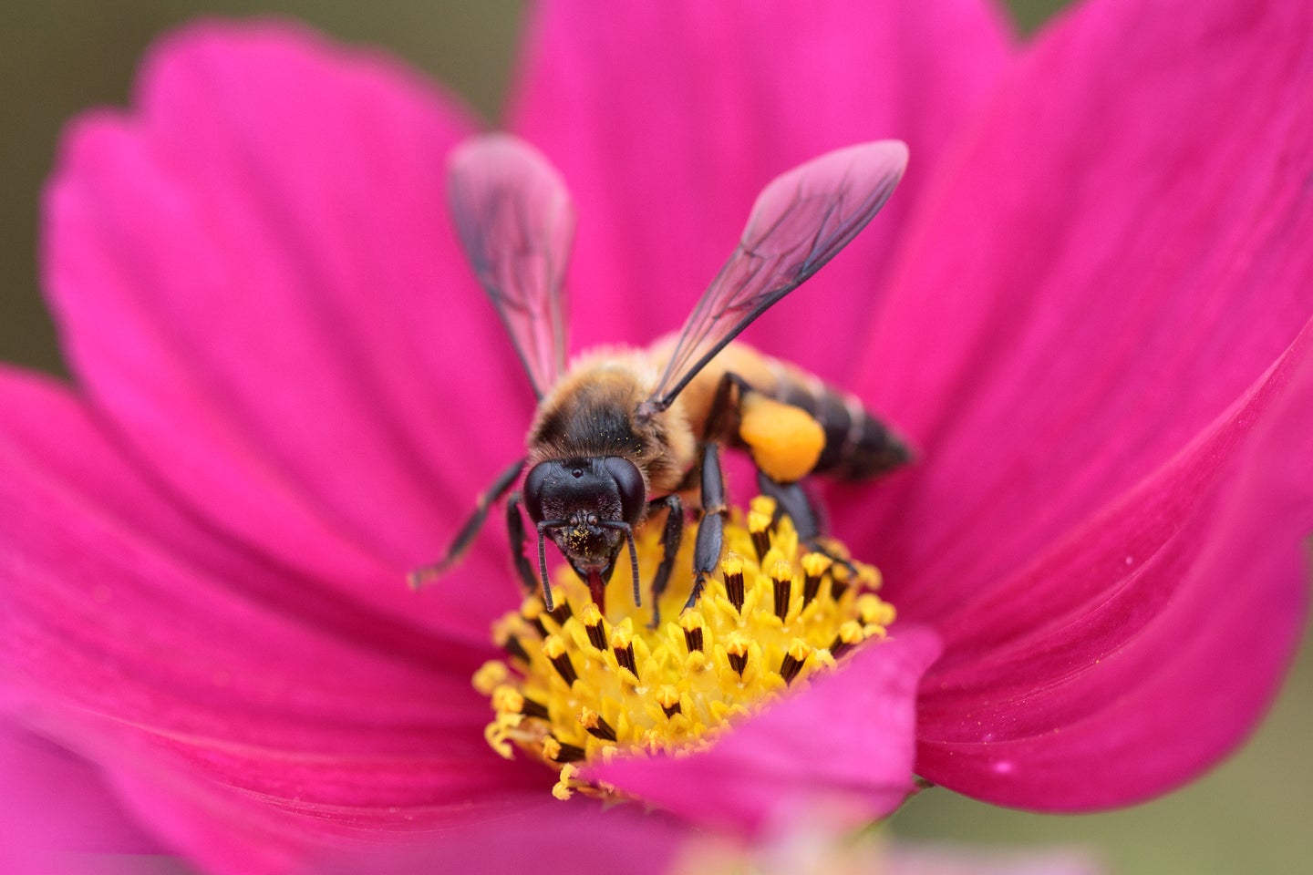 Honeybee pollinating a flower