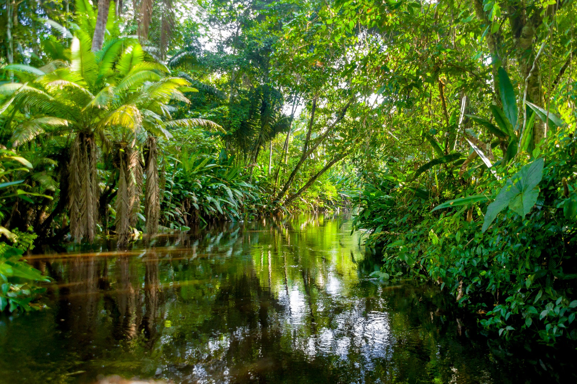 Tiga negara menandatangani pakta untuk melindungi hutan hujan
