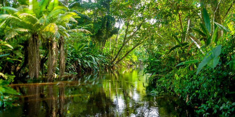Three nations pledge to reverse decades of destruction in the rainforest