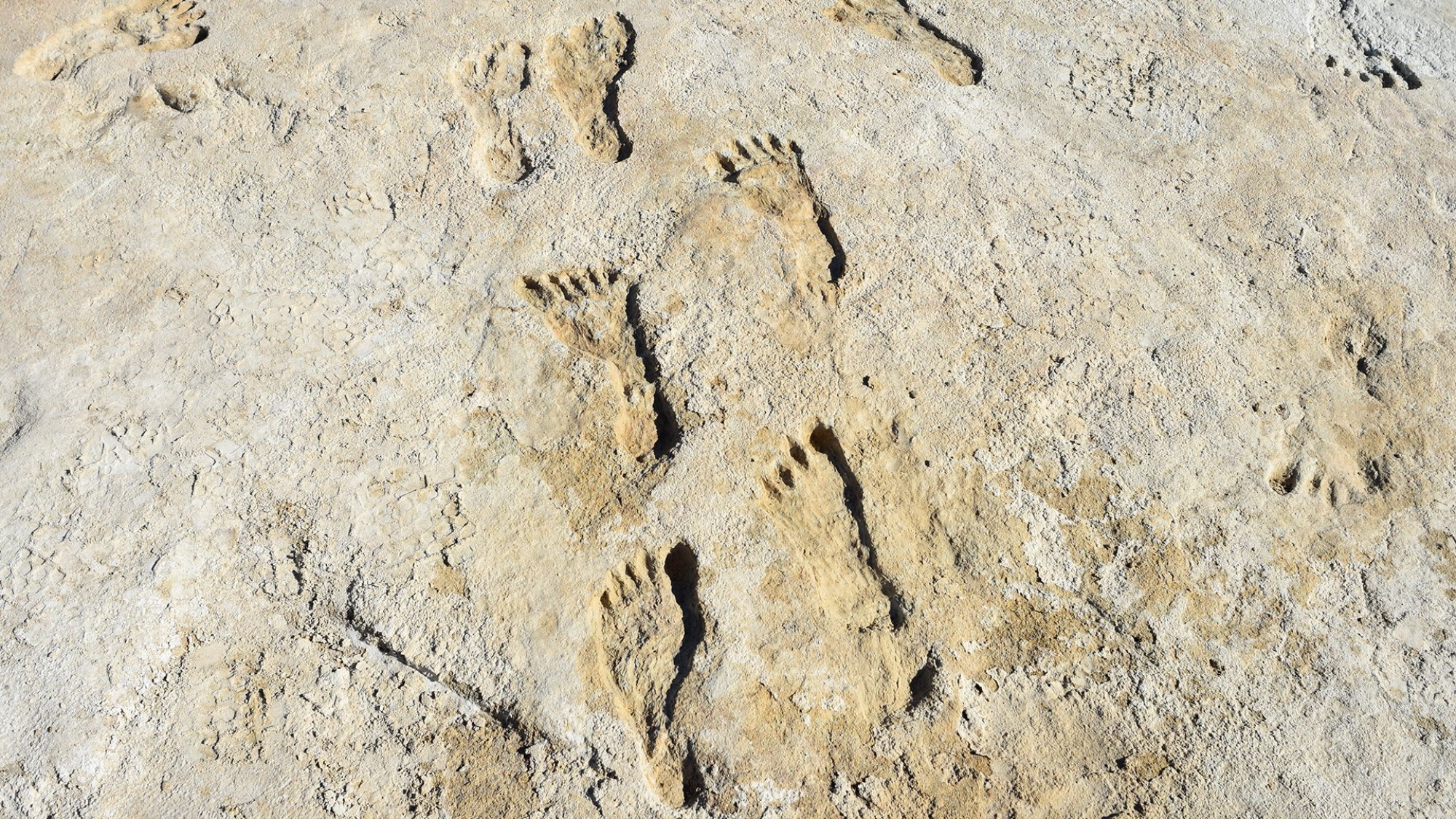 Human fossil footprints at White Sands National Park in New Mexico.