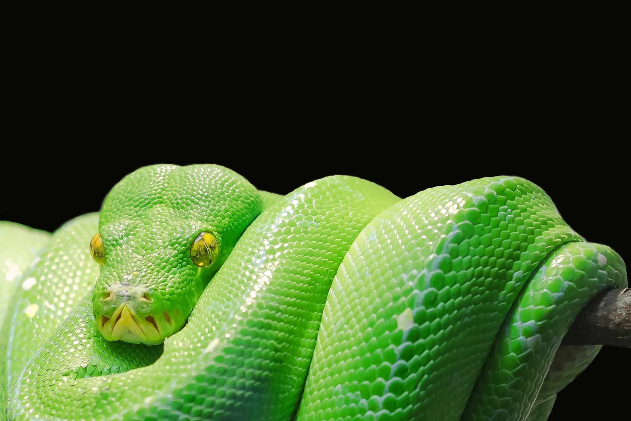 a green snake coiled on a branch