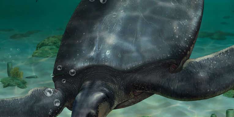 Gigantic fossils hint at super-sized 7,000-pound sea turtle