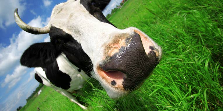 Why German scientists got cows stoned