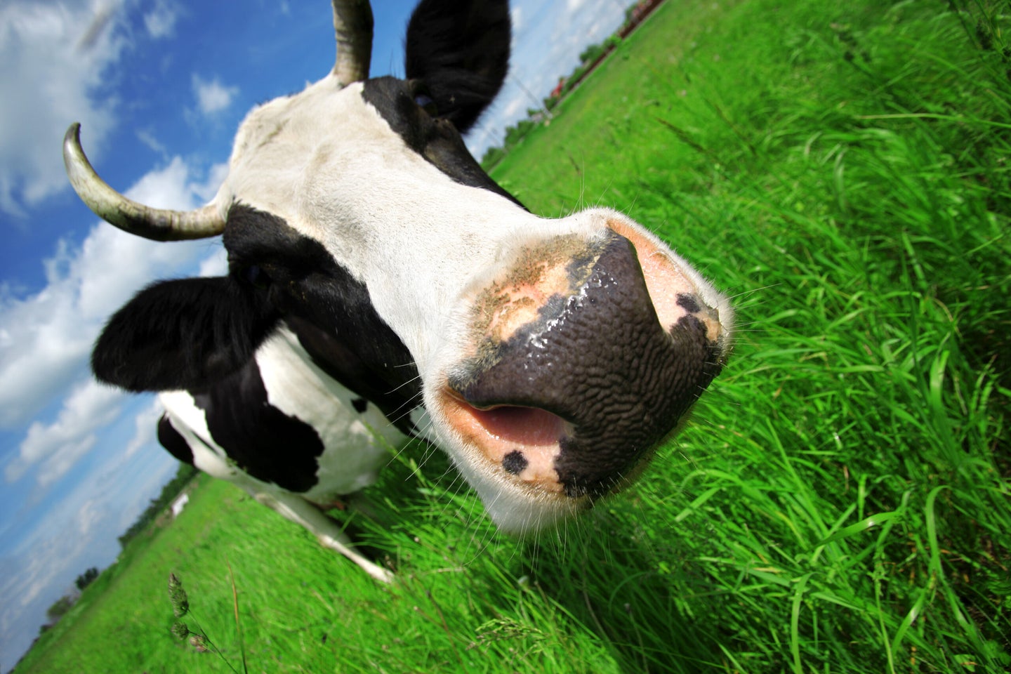 Cows that get a little hemp may act silly—but it could also help make their lives better.
