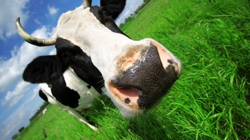 Why German scientists got cows stoned