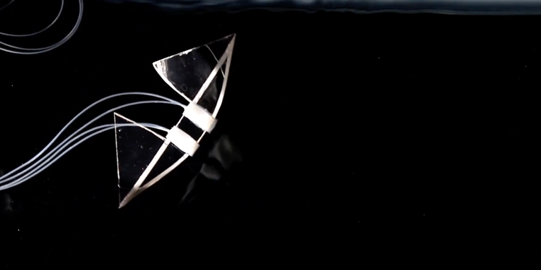 How engineers taught a manta ray-inspired robot the butterfly stroke