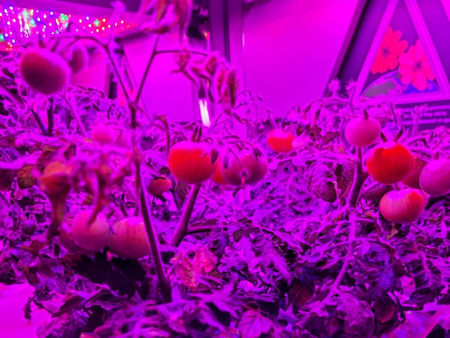 ‘Red Robin’ dwarf tomato growing in Veggie hardware at the Kennedy Space Center. Image courtesy of NASA
