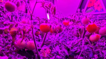 Microgravity tomatoes, yogurt bacteria, and plastic eating microbes are headed to the ISS