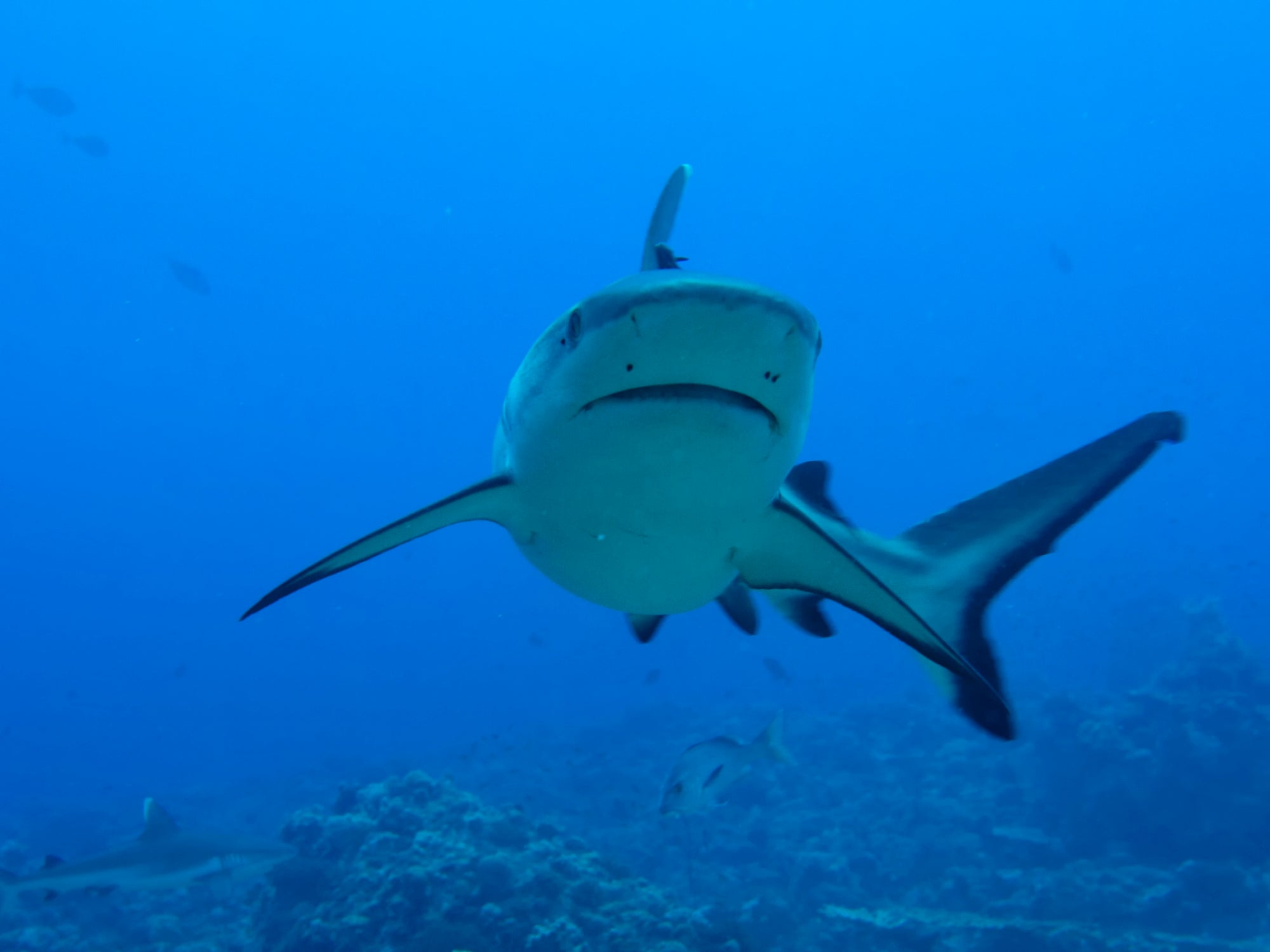 Un pequeño campo eléctrico puede proteger a los tiburones de las redes de pesca