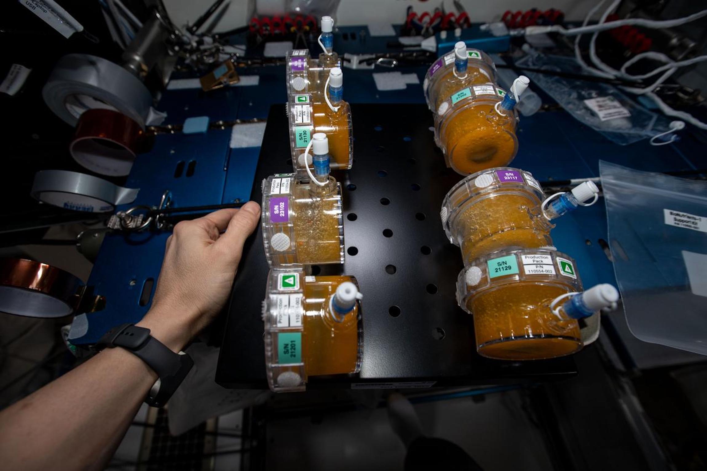 Experimentos de bionutrientes de la ISS en varios contenedores.