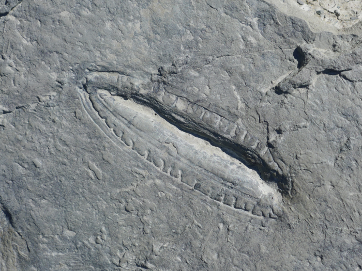 Kimberella fossil