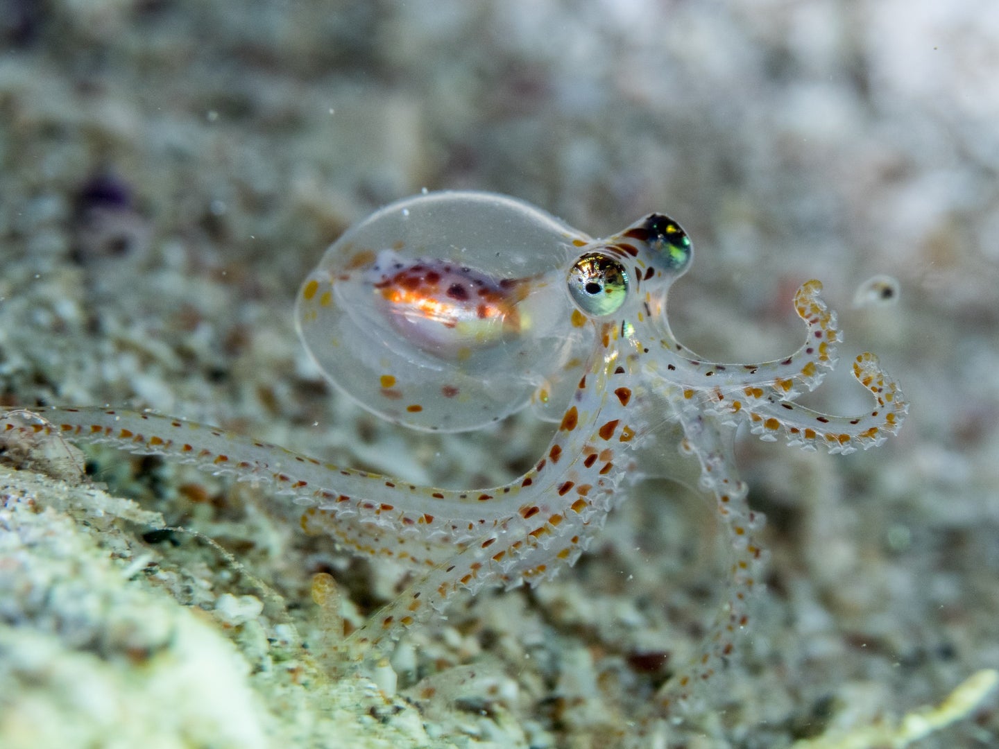 Tiny octopus with clear head that shows off brain