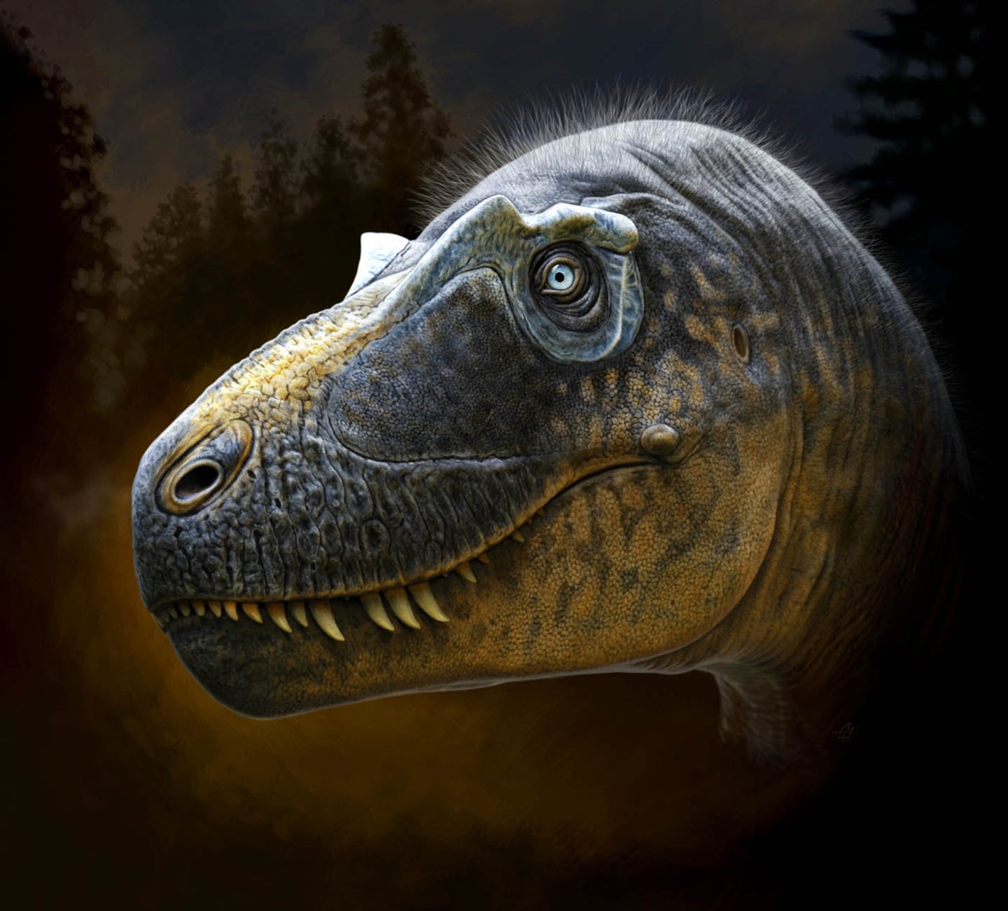 This new species of tyrannosaur is recognized by the unique arrangement of small hornlets around the eye.
