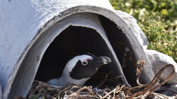 Ceramic 'igloos' could keep African penguins cool and cozy