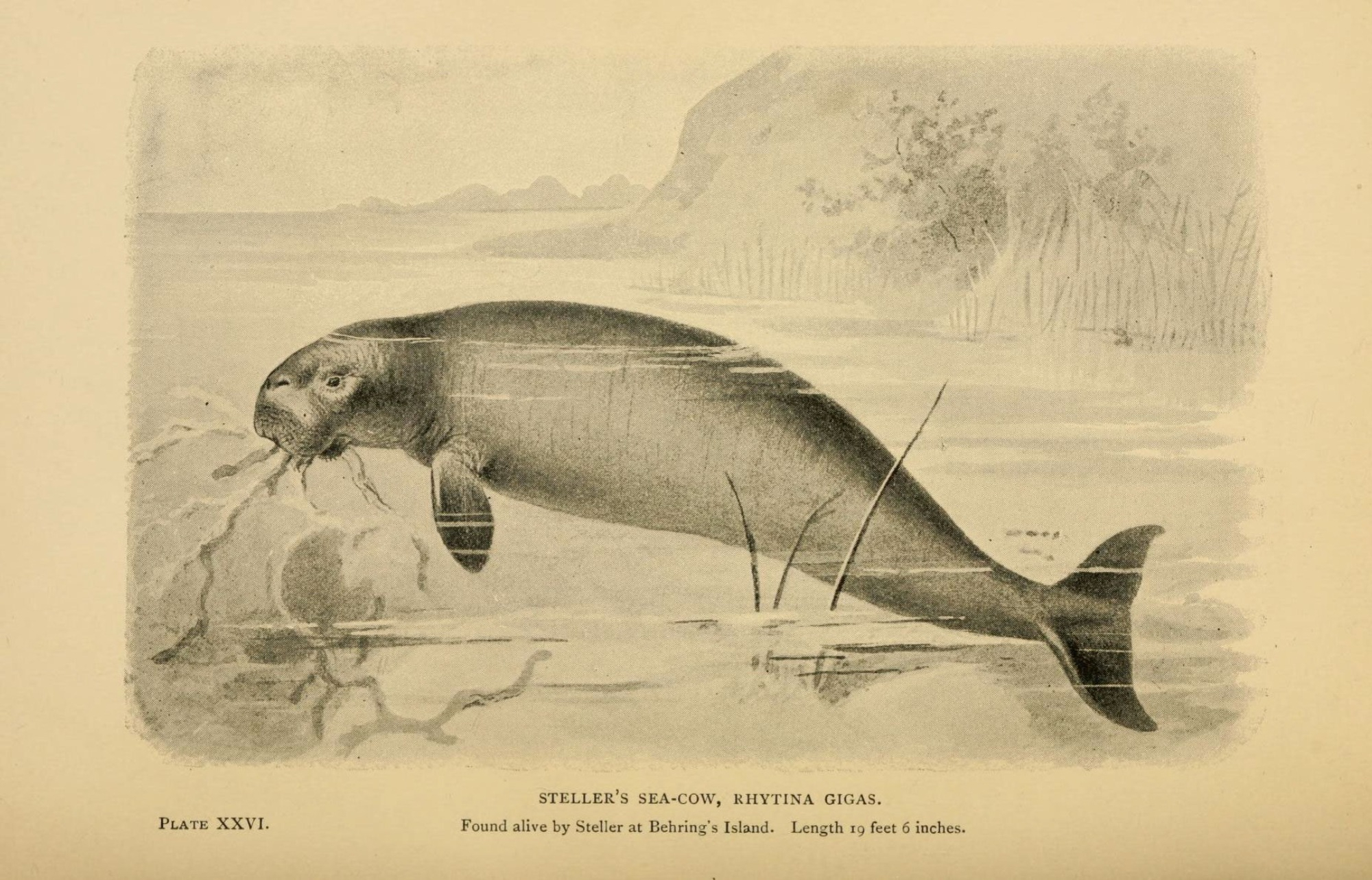 Meet the extinct sea cow that cultivated Pacific kelp forests