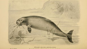 Meet the extinct sea cow that cultivated Pacific kelp forests