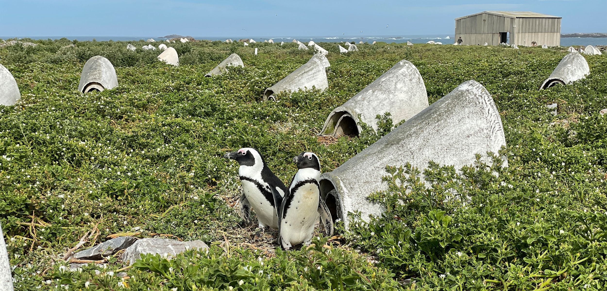 Ceramic ‘igloos’ could keep African penguins cool and cozy