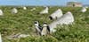 In South Africa, double-walled ceramic nests outperform cement and fiberglass models—as well as natural guano burrows—for keeping African penguins cool.