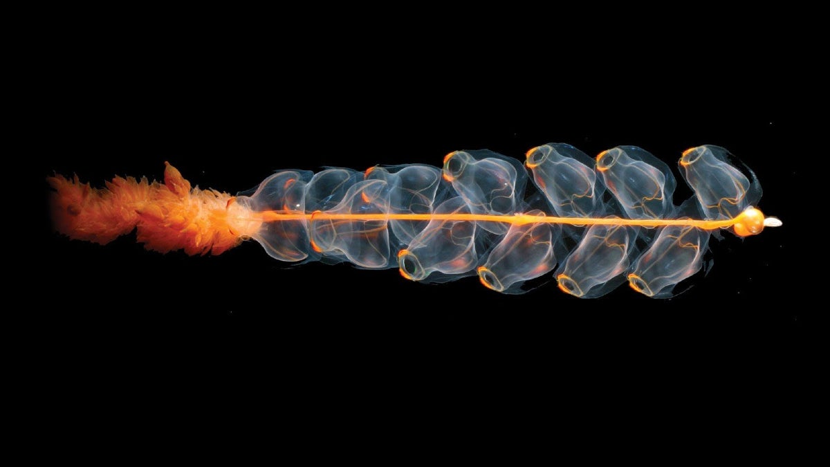 A jellyfish-like sea creature that's classified as a siphonophore
