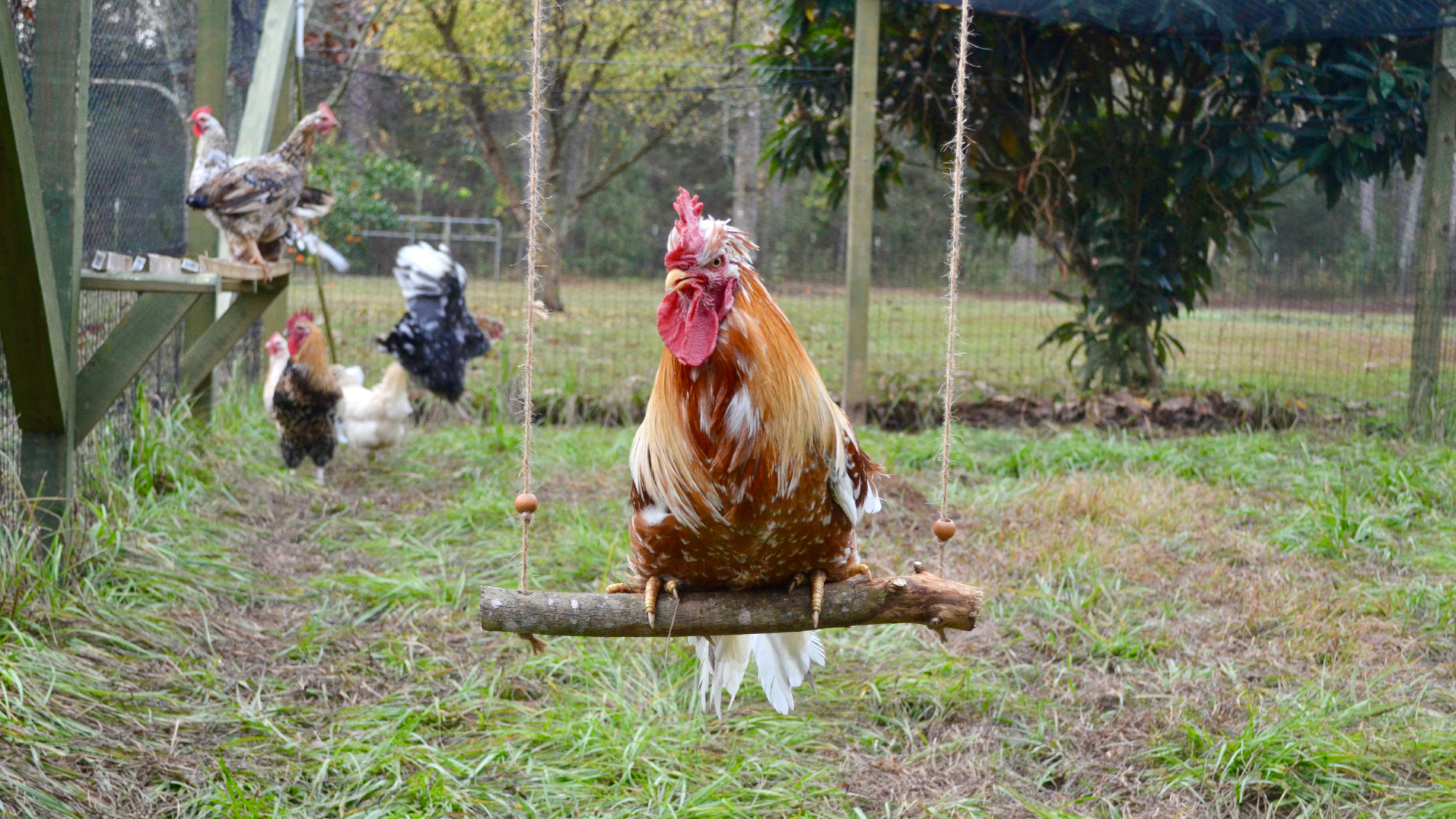 A brown rooster perched on a DIY chicken swing inside a chicken coop yard.