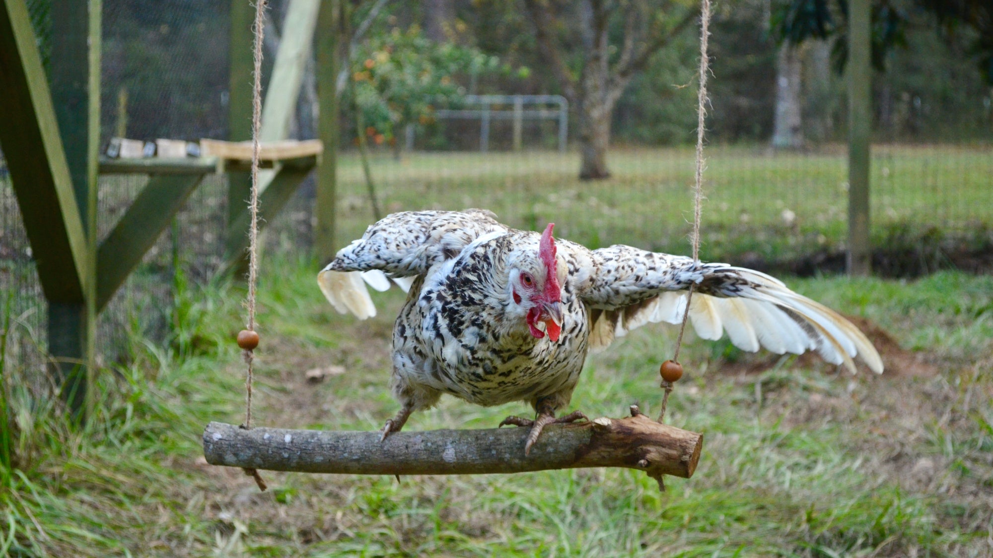 A black-and-white hen on a DIY chicken swing with wings outstretched.