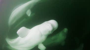 As belugas disappear, so does irreplaceable cultural knowledge
