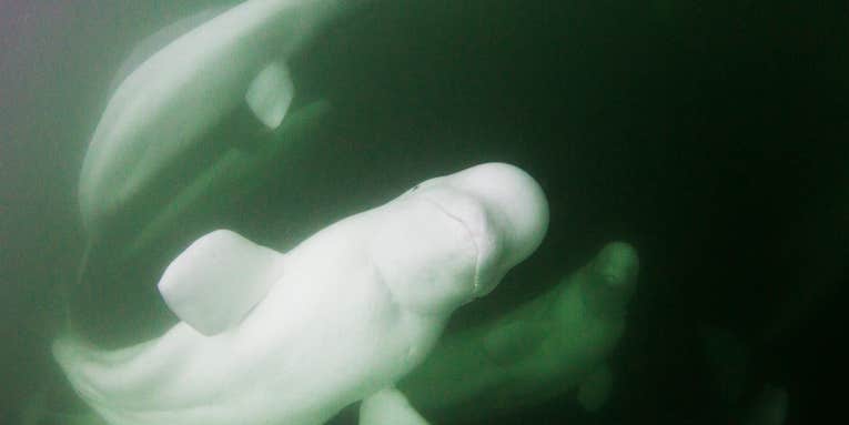 As belugas disappear, so does irreplaceable cultural knowledge