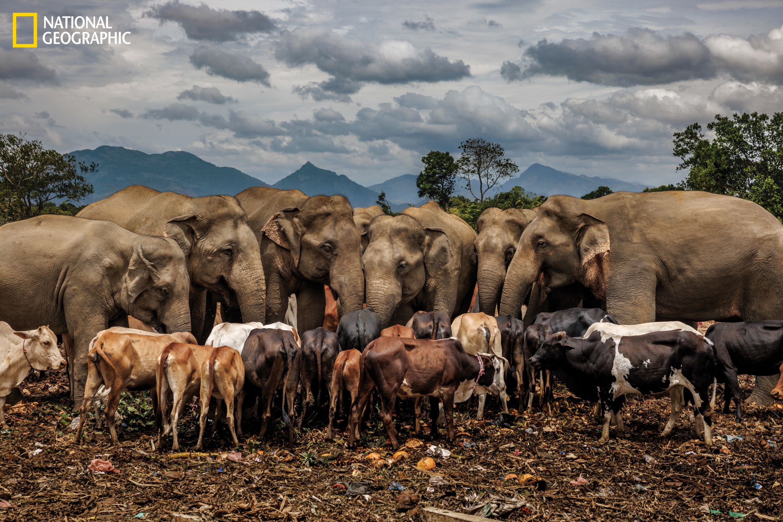 Trash-eating elephants, a lava landscaper, and 8 more of this year’s best NatGeo photos