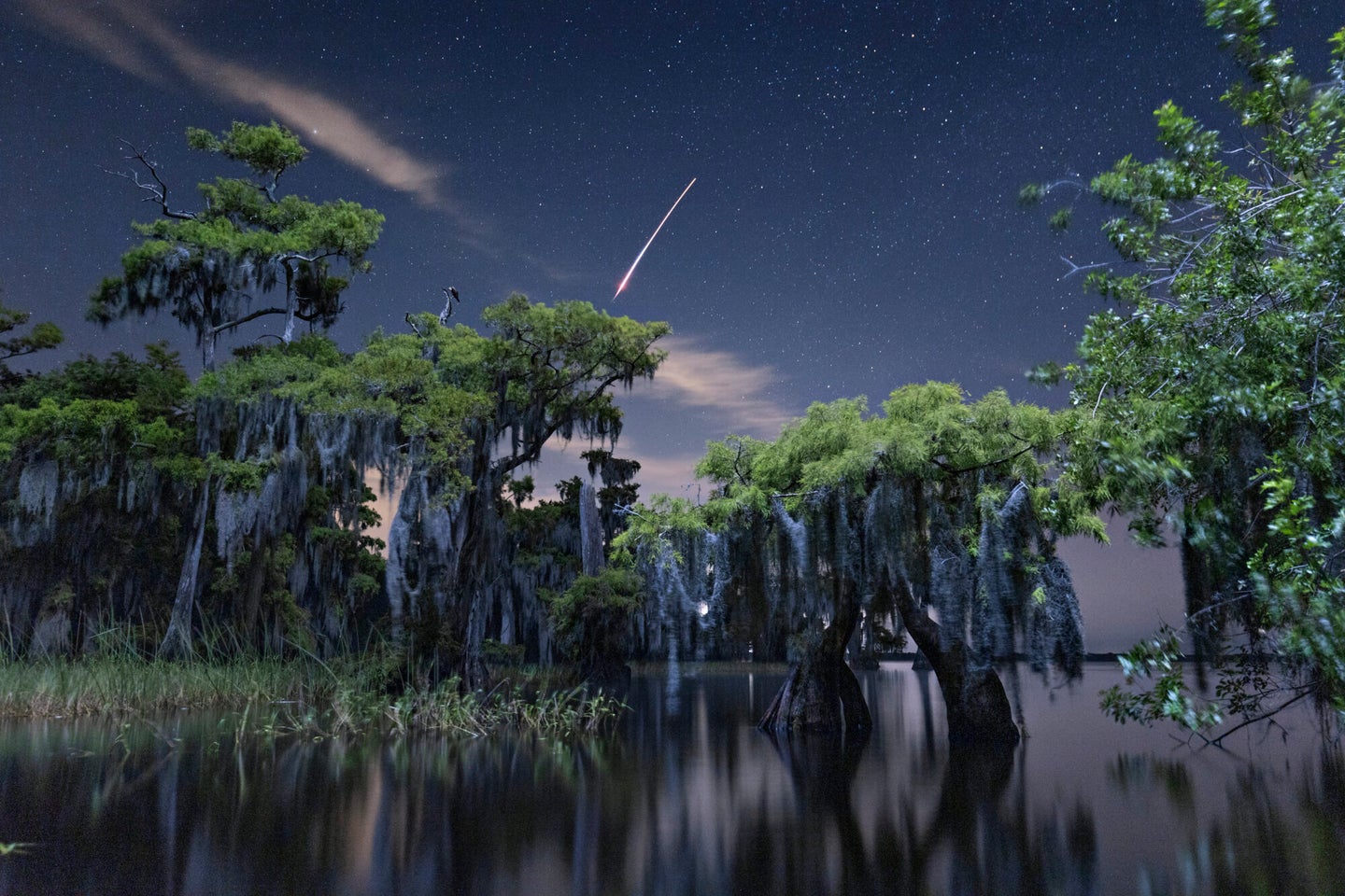 A SpaceX rocket flies above a Florida swamp in June.